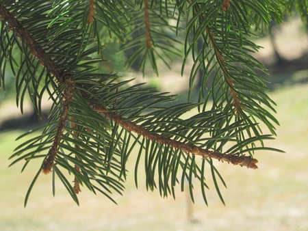 Branch - mc, branch, nature, photography