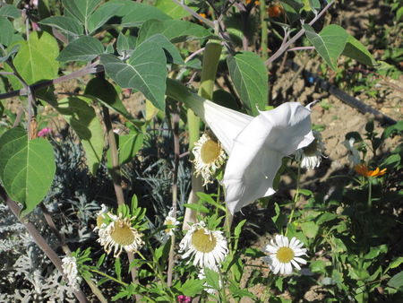 Flowers - nature, mc, flowers, photography