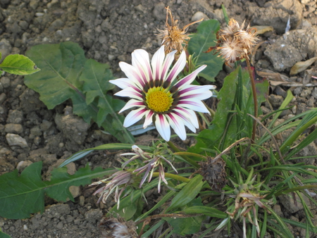 Flower - nature, mc, flower, photography