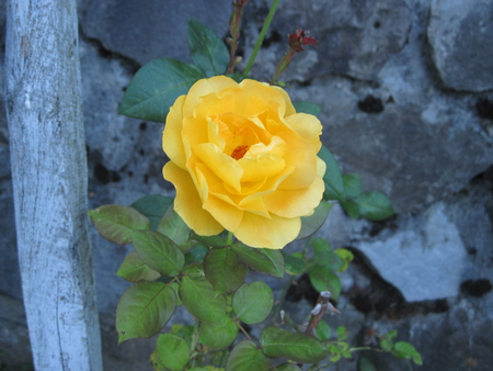 Rose - mc, yellow, photography, rose, flower