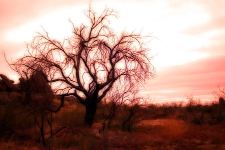 Autumn - trees, nature, autumn, red, hdr, landscape, other