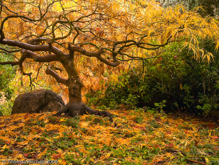 autumn glow - glow, autumn, trees, maple, japanese, golden