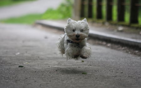 Doggy Dash - playful, puppy, fluffy, running, cute, happy