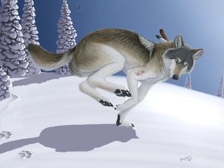 a winter run - run, wolves, winter, dogs