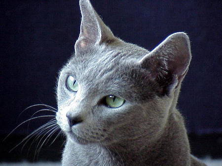 Russian blue - animal, kitten, feline, russian blue, sweet, cat