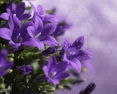 Purple flowers - flower, petal, nature, purple