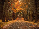 Autumn path