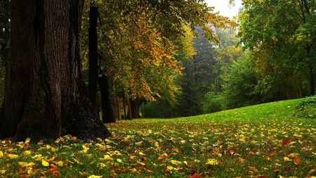 Nature - path, tree, forest, nature