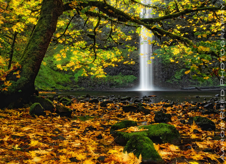 Waterfalls - path, waterfalls, nature, autumn, forest, tree