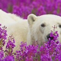 Polar Bear in Herbs