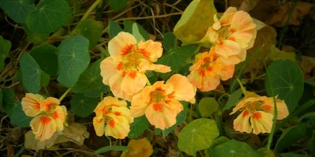 Yallow flowers - flowers, yellow, nature