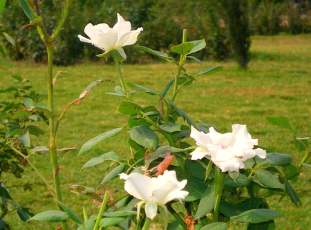 White roses - white, nature, flowers, roses