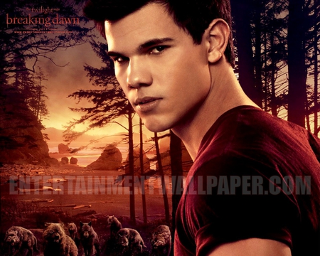 the twilight saga breaking dawn part 1 - wolf, taylor, the twilight, breaking dawn, twilight, jacob