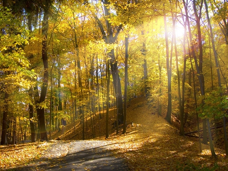 Autumn ray of sunshine - sunshine, autumn, forest, light