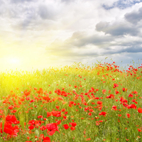 Poppies Field