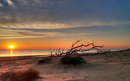 Sunset - wood, beach, splendor, sand, sunrays, view, sky, sun, clouds, sunlight, beautiful, sea, beauty, colors, ocean, nature, sunset, rays, peaceful