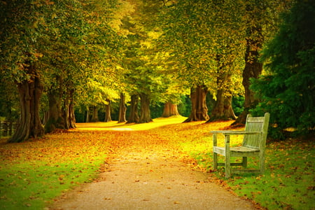 Autumn - beauty, autumn, carpet, trees, peaceful, bench, path, carpet of leaves, road, fall, view, pretty, green, tree, grass, way, park, lovely, nature, autumn colors, alley, beautiful, leaves, splendor, colors