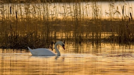 Blissful Solitude - swan, lake, evening, lonely, sunset, solitude