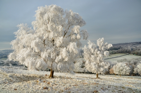 Winter-HDR - season, nice, beauty, sky, trees, photography, panorama, meadow, field, white, view, pretty, cool, hdr, tree, landscape, park, winter, lovely, nature, forest, snow, beautiful, scenery