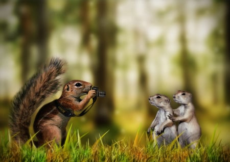 Family Potrait - photographer, picture, squirrel, funny, grass