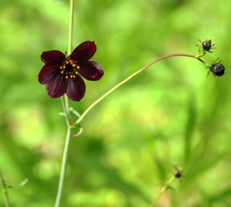 A Wildflower - wildflower, green, cute, deep colour