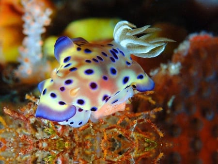 Chromodoris Kuniei - fish, coral, neon, spots