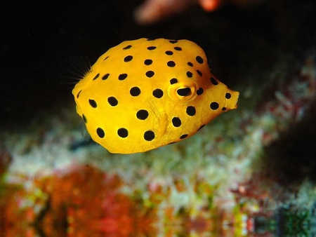 Chromodoris Yellow and Black Spotted  - fish, spots, yellow, blowup