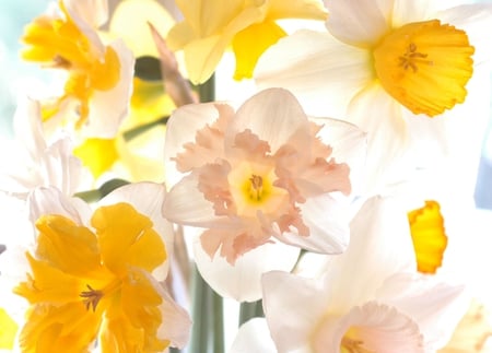 Spring Light - flowers, spring, yellow, garden, white, sunny, bright, light, field, daffodils, wonderful, nature, sunshine, green