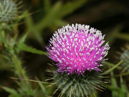 Carduus--Thistle - macro, pink, 3d, colors, photo, flower