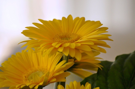 Beauty is not caused, It is - magnificent, magical, beauty, beautiful, flowers, yellow, sun, forever, bright, gerberas, light, wonderful, nature, sunshine