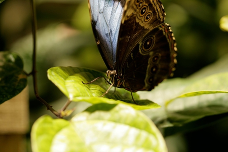 Chasing beauty - summer, black, animals, beauty, spring, blue, lesson, chase, insects, afternoon, sunny, butterfly, lovely, wonderful, autumn, green