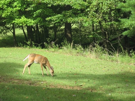 Peace at Home - lush, trees, green, sunny, deer, grass