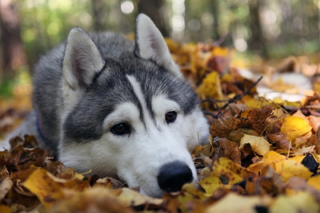 siberian husky - beautiful, siberian, husky, dog