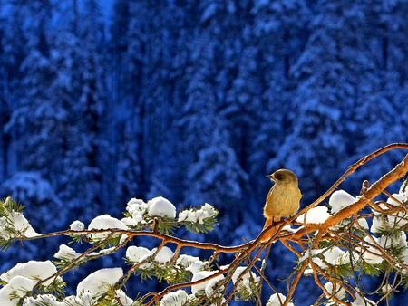 Siberian Jay - bird, branch, siberian jay, snow, forest