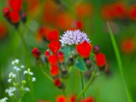 Flowers - flowers, red, pink, nature