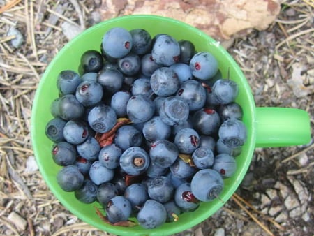 blue berry - nature, berry, other, blue