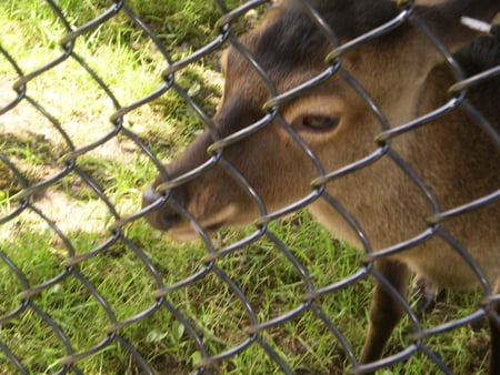 ZOO in Moncton - animal, handsome, grass, looking