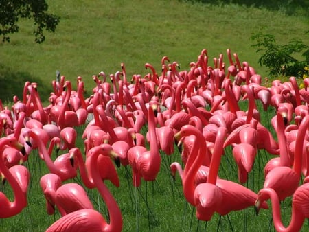 flamingos - picture, flamingos, animals, other