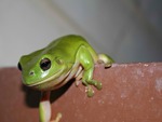 green frog