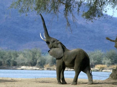 Elephant - animal, africa, beast, tree, elephant, mountain