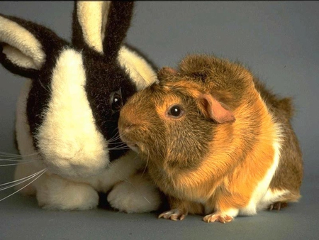 Rodents - rodent, animal, bunny, hare