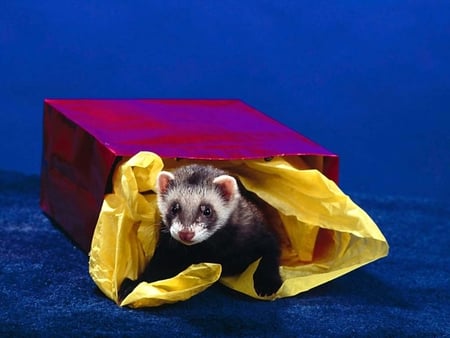 Ferret ( Huron) (Mustela Furo) - huron, sweet, box, animal