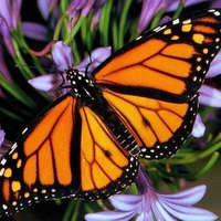 Monarch butterfly for my friend Monarch