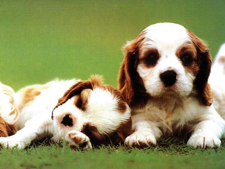 Sweet dog brothers - pet, animal, dog, grass, puppy