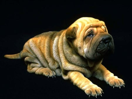 Nice sharpei - pet, animal, dog, puppy, sharpei