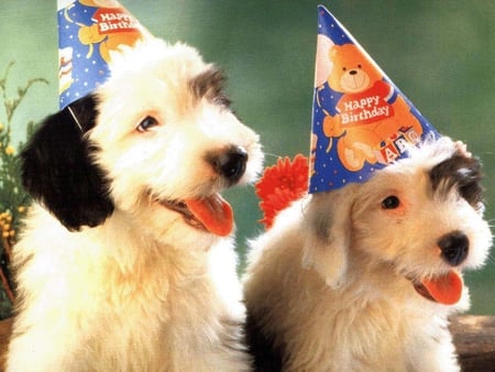 Happy birhtday!!!! - pet, animal, dog, puppy, birhday, party