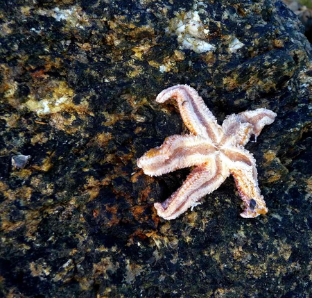 starfish - animals, picture, fish, star, other