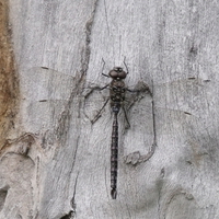 Horsefly on a tree