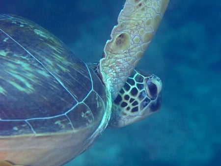 Sea Turtle - water, ocean, turtle, sea