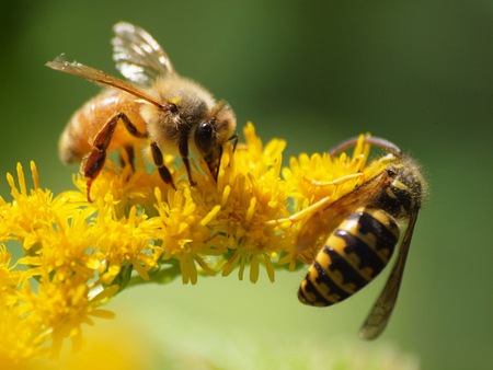 Honeybee - flowers, honeybee, animals, other